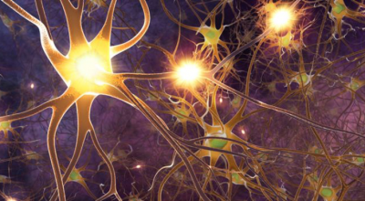 Das periphere Nervensystem des Menschen