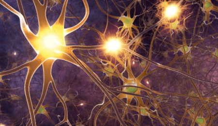 Peripheres_Nervensystem