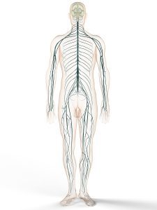 peripheres-nervensystem-225x300