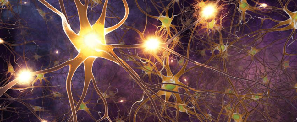 Peripheres_Nervensystem Das periphere Nervensystem des Menschen
