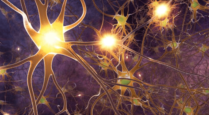 Peripheres_Nervensystem